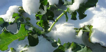 Greens in snow
